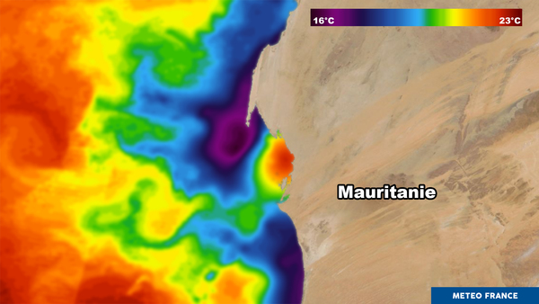 Le banc d'Arguin en Mauritanie
